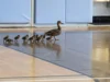 Mamãe pata conduz doze patinhos em passeio escolar anual pela academia em Nova York