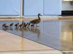 Mamãe pata conduz doze patinhos em passeio escolar anual pela academia em Nova York