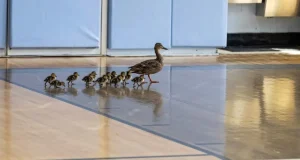 Mamãe pata conduz doze patinhos em passeio escolar anual pela academia em Nova York