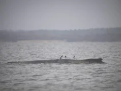 Equipes de resgate compartilham tristes notícias sobre baleia jubarte encalhada no Mar Báltico