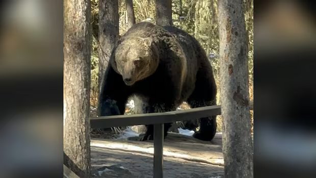 Municípios rurais pedem ao governo de Alberta que abra a caça ao urso pardo