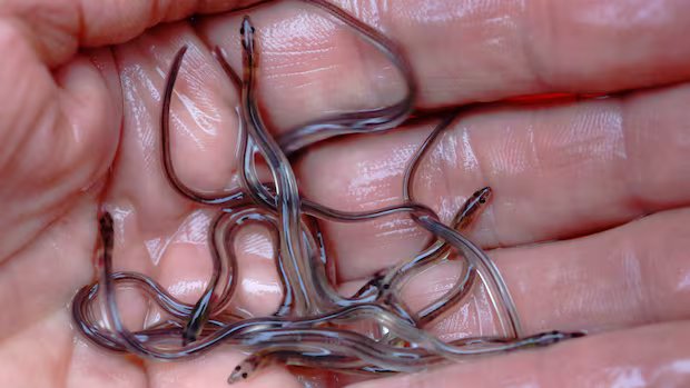 Por que os peixes migratórios de água doce precisam de “passagem segura” globalmente à medida que os números diminuem