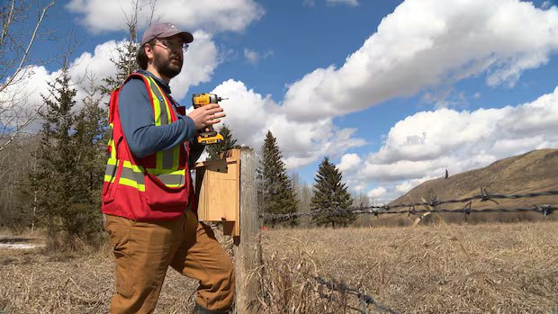 Ninhos de próximo nível: como esses pássaros de Alberta estão recebendo atualizações em casa