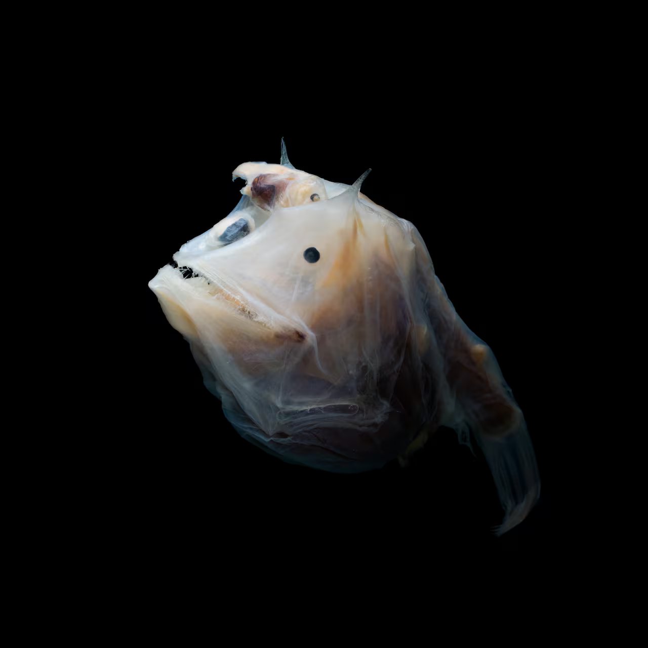 A isca brilhante do tamboril fêmea pode ser tão irresistível para seus amantes quanto para suas presas