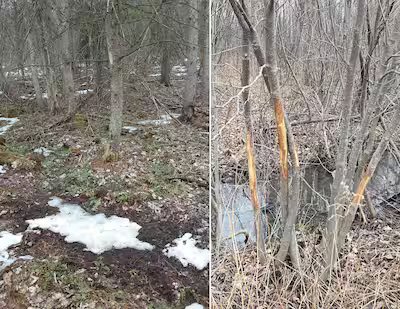 Chevreuil: prospecção printanière