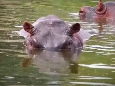 Colômbia vai abater 80 hipopótamos ligados a Pablo Escobar