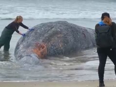 Cientistas alertam sobre aumento de mortes de baleias cinzentas na Califórnia