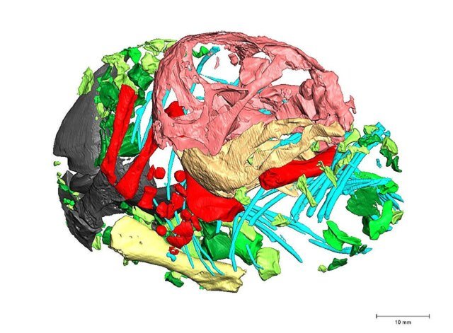 3D-reconstruction-Lystrosaurus-embryo-skeleton.jpg