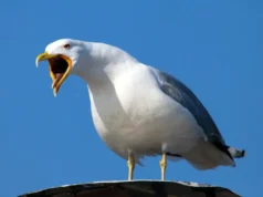 Inverness trava guerra contra gaivotas após ‘ataques coordenados a crianças’ na caça aos ovos de Páscoa
