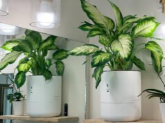 Deixei uma plantadeira inteligente se manter sozinha enquanto estive ausente por 2 meses – aqui está o resultado