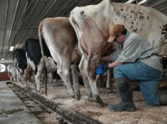 A pressão por leite cru se intensifica nos EUA, apesar dos surtos de doenças e das advertências dos cientistas