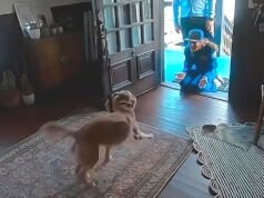 A astronauta do Artemis II, Christina Koch, chega em casa e é recebida com muita alegria por um cachorro