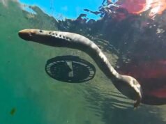 23 Lampreia do Pacífico libertada no rio Oregon para restaurar espécies