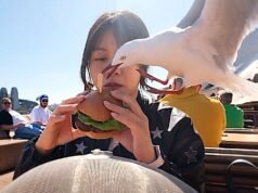 Gaivota travessa aparece para roubar hambúrguer de turista