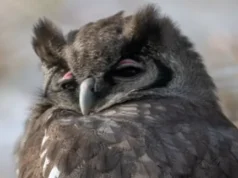 Visitantes se aglomeram para vislumbrar a coruja-águia fugitiva