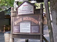 3 águias americanas continuam desaparecidas do santuário em Dollywood de Dolly Parton após recinto danificado pela tempestade