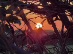 Kier-La Janisse expande seu espetacular rótulo óptico para distribuição