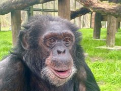 Onde estão as bolhas do chimpanzé de Michael Jackson agora? Por dentro de sua vida ‘pacífica’ e por que os cineastas usaram um chimpanzé CGI em ‘Michael’