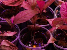 Dragonberry Weed pode ajudar cientistas a extrair metais de terras raras de solo poluído