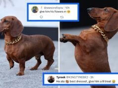 "Tem aquela corrente de ouro nele, ele é uma estrela:" O cachorrinho de "Carne bovina" Balançou uma pequena corrente de ouro e conquistou o coração de todos no tapete vermelho