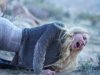 Shudder adquire thriller de viagem para meninas ‘Find Your Friends’ (EXCLUSIVO)