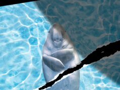 Animais marinhos no Estreito de Ormuz não conseguem cessar-fogo