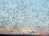A Islândia acaba de receber seus primeiros mosquitos. Os cientistas não estão prontos para o que vem a seguir