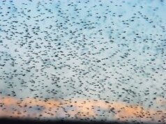 A Islândia acaba de receber seus primeiros mosquitos. Os cientistas não estão prontos para o que vem a seguir