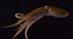 O braço peniano do polvo não apenas fornece esperma – ele fareja o ponto ideal