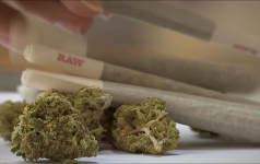 ‘THC, INC’ ilumina documentário + plataforma de streaming em 20/04