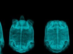 ‘Honeyland’, ‘The Vortex of Extinction’, do diretor Ljubomir Stefanov, traça um paralelo entre a violência em animais e humanos