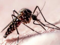 Dados da trajetória de voo mostram como os mosquitos atacam os humanos