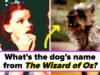 Se você não consegue nem identificar 5/20 desses cães *super* famosos do cinema e da TV, você *deve* ser uma pessoa que gosta de gatos