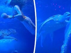 Tartaruga marinha parece ‘assediar’ sereia durante show no aquário
