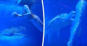 Tartaruga marinha parece ‘assediar’ sereia durante show no aquário