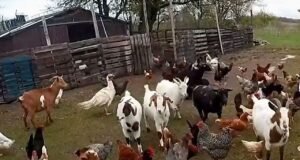 Deputado de Indiana prende dezenas de animais de fazenda fugitivos