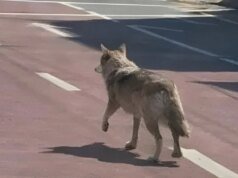 Homem sul-coreano pode pegar pena de prisão por postar foto de AI Wolf