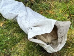 Família encontra cordeiro morto em saco em estrada secundária