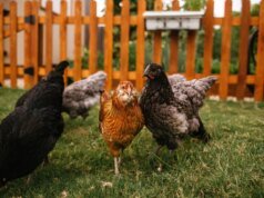 Galinhas de quintal estão espalhando Salmonella resistente a antibióticos pelos EUA, alerta CDC