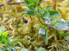 Diário rural: Uma vista de perto do gramado do meu jardim – onde está toda a grama?