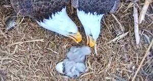 Momento adorável: pais de águias alimentam o filhote enquanto o irmão sai do ovo