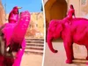 Sessão fotográfica de elefante rosa desencadeia investigação de crueldade contra animais na Índia