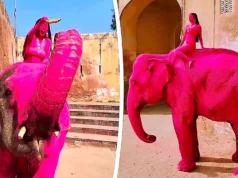 Sessão fotográfica de elefante rosa desencadeia investigação de crueldade contra animais na Índia