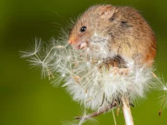Projeto de recuperação da natureza com duração de dois anos concluído