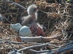 Outra águia pousou! Jackie e Shadow da Califórnia dão as boas-vindas ao segundo filhote