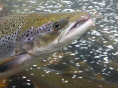 Salmão selvagem movido a cocaína nadou duas vezes mais que os sóbrios