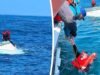 Observadores de baleias resgatam pescadores naufragados na costa da Califórnia