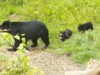 Lindos filhotes de urso de óculos exploram o recinto do Zoológico de Zurique pela primeira vez