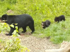 Lindos filhotes de urso de óculos exploram o recinto do Zoológico de Zurique pela primeira vez