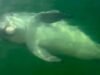 Golfinho brincalhão rola de barriga para baixo e encanta velejadores na costa da Flórida